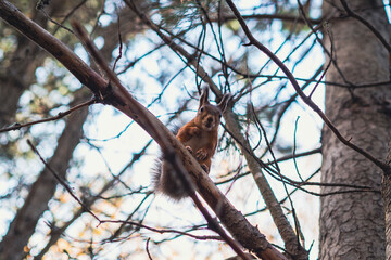 Sciurus in the autumn forest