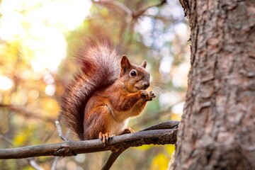 Sciurus in the autumn forest