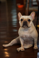 Close up young French Bulldog sitting and looking to the camera.