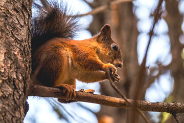 Sciurus in the autumn forest