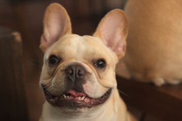 Young French Bulldog looking and smiling at the camera.