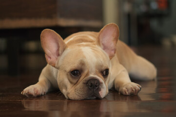 Young French Bulldog laying on the floor. The dog feeling bore and calm.