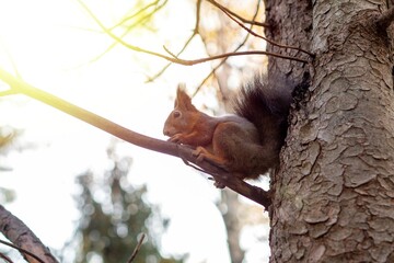 Sciurus in the autumn forest