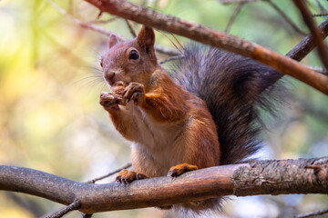Sciurus in the autumn forest