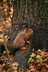 Sciurus in the autumn forest
