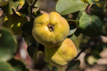 Ripe quinces in the orchard ready to be harvested. Yellow quinces hanging on a branch in the autumn season