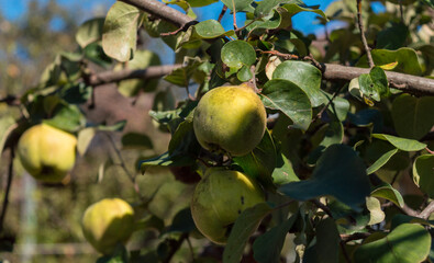 Quinces with green leaves in the orchard ready to be harvested. Ripe quinces hanging on a branch in...