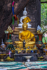 Fototapeta premium Nakhon Nayok, Thailand - Mar 21, 2020 : Many big tree roots covering The ancient church without roof inside there is a Buddha statue at The ancient of a 200 year old church. Wat Pah Krathum. Selective
