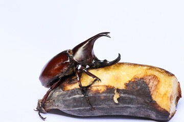Xylotrupes gideon male or Siamese rhinoceros beetle ( Fighting beetle ) with horn eating banana isolated on white background