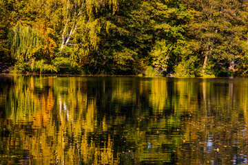 Fototapeta premium incredible autumn landscape with colorful leaves