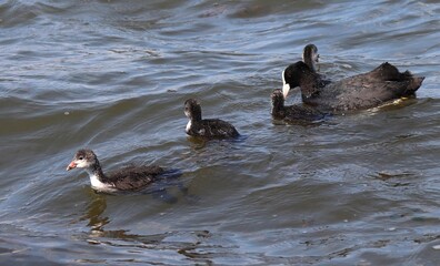 Eurasian coot, or common coot, or Australian coot (Lat. Fulica atra) family swimming. Parent and juvenile aquatic birds. Black red-eyed adult waterbird with brood of baby chicks