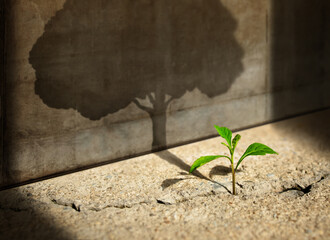 Start, Think Big, Recovery and Challenge in Life or Business Concept.Economic Crisis Symbol.New Green Sprout Plant Growth in Cracked Concrete and Shading a Big Tree Shadow on the Concrete Wall - obrazy, fototapety, plakaty