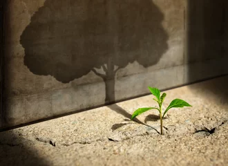 Foto op Canvas Start, Think Big, Recovery and Challenge in Life or Business Concept.Economic Crisis Symbol.New Green Sprout Plant Growth in Cracked Concrete and Shading a Big Tree Shadow on the Concrete Wall © blacksalmon