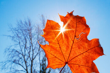 Fallen orange maple leaf against clear blue sky and backlit by sun.