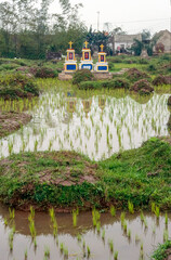 Eingescanntes Diapositiv einer historischen Farbaufnahme eines Friedhofs inmitten eines Reisfeldes in Nordvietnam