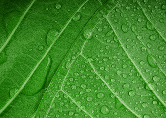 Nature Concept. Closeup of Green Leaf with many Droplet. Freshness by Water Drops. Environmental Care and Sustainable Resources. Natural Green Surface Texture Background