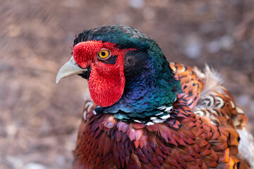 grouse bright color portrait color brown with white black