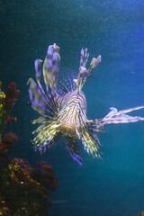 Tropical fish from the ocean lionfish zebra