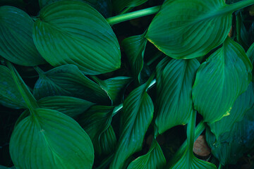 dark green leaf texture