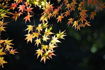 バックが暗く、紅葉したモミジの葉っぱが太陽の光を浴びて奇麗です。
The back is dark, and the autumnal maple leaves are beautiful in the sunlight.