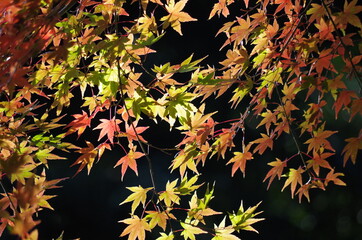 バックが暗く、紅葉したモミジの葉っぱが太陽の光を浴びて奇麗です。
The back is dark, and the autumnal maple leaves are beautiful in the sunlight.