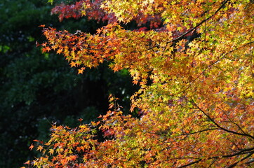 バックが暗く、紅葉したモミジの葉っぱが太陽の光を浴びて奇麗です。
The back is dark, and the autumnal maple leaves are beautiful in the sunlight.
