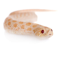 Western hog-nosed snake, Heterodon nasicus against white background