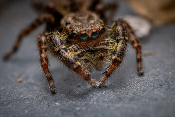 close up of a jumping spider macro