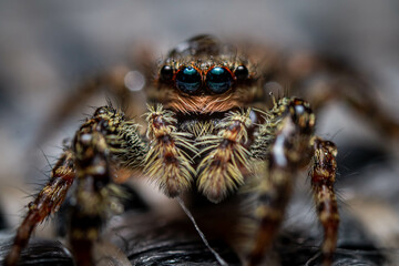close up of a jumping spider with waterdrop macro