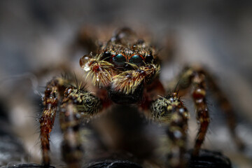 close up of a jumping spider with waterdrop macro