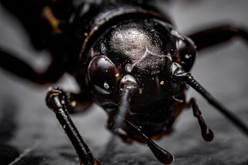 close up of a black grasshopper