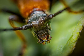 macro of a bug