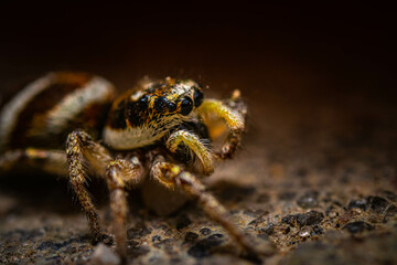 Jumping spider focus