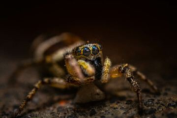 Jumping spider focus