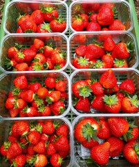 strawberries in a box