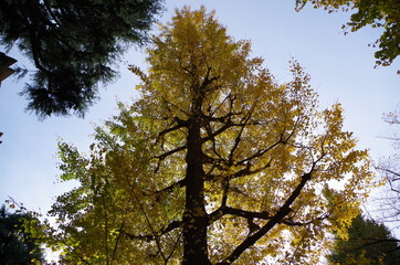 イチョウの木を下から見上げました。
I looked up at the ginkgo tree from below.