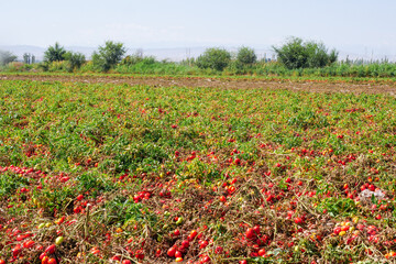 Harvesting ripe tomatoes in an agricultural field