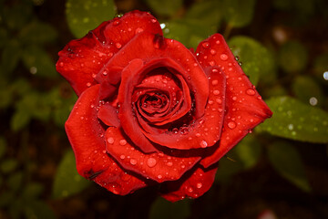 red rose with dew drops in the morning

