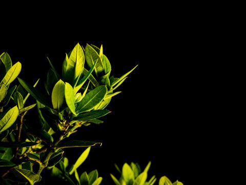 leaves on black background