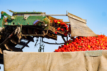 Harvesting ripe tomatoes in an agricultural field