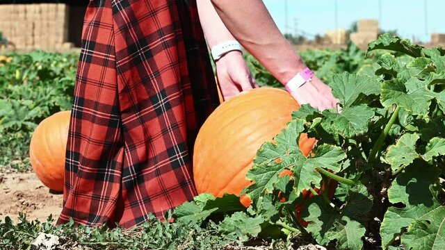 Young woman picks up ripe pumpkin off vine at patch farm market wearing cute plaid pants to carve into jack o lantern for Halloween thanksgiving