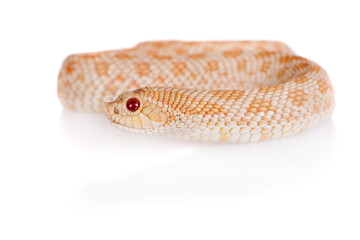 Western hog-nosed snake, Heterodon nasicus against white background