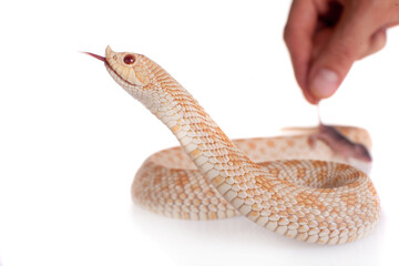 Western hog-nosed snake, Heterodon nasicus against white background