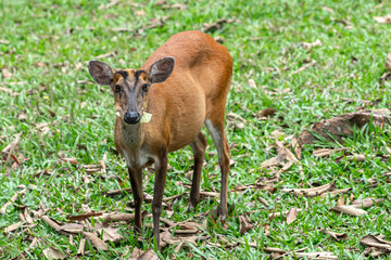 Wild animal female Deer in nature the national park forest Thailand