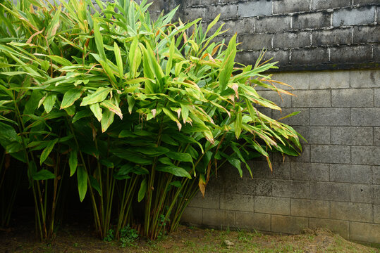 Alpinia galanga tree in the garden