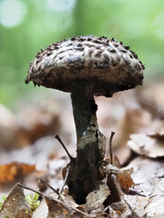 Gemeiner Strubbelkopfröhrling (Strobilomyces strobilaceus)
