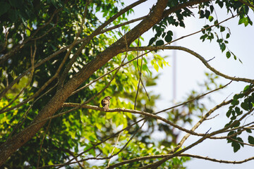 A small brown bird perched on the tree branch with blur green leaves background on sunny day.