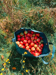 basket of red apples in autumn