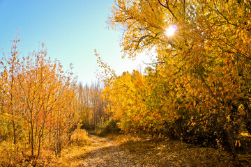 Fototapeta premium Gravel road with fallen leaves. Autumn sunlight in a birch forest. Indian summer.