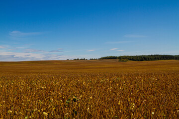 Naklejka premium Field at soybean harvest time. Soybean field with background of blue sky and some clouds. Ripe soy plants. Soy agriculture